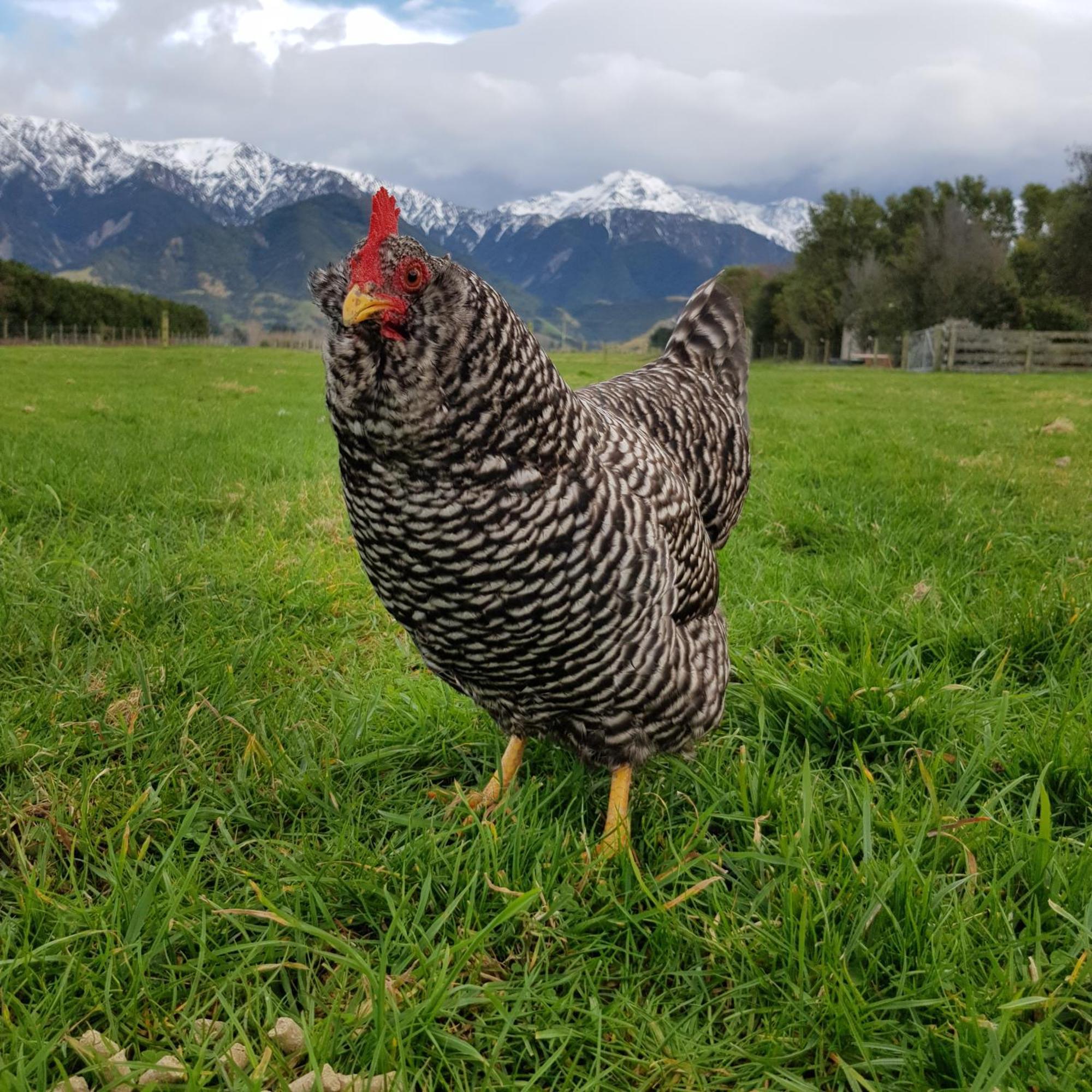 Awatea Country Bed & Breakfast Kaikoura Exterior foto