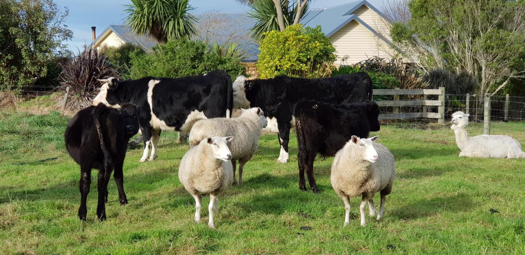 Awatea Country Bed & Breakfast Kaikoura Exterior foto